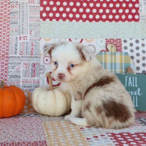 Miniature Australian Shepherd Puppy for Sale