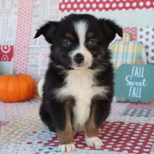 Miniature Australian Shepherd Puppy for Sale