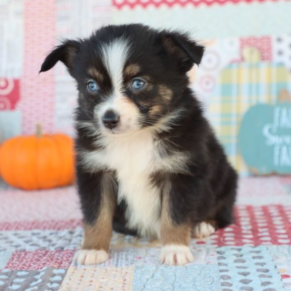 Miniature Australian Shepherd Puppy for Sale