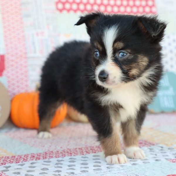 Miniature Australian Shepherd Puppy for Sale