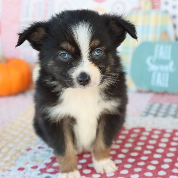 Miniature Australian Shepherd Puppy for Sale