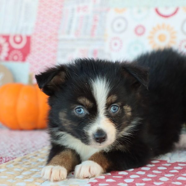 Miniature Australian Shepherd Puppy for Sale