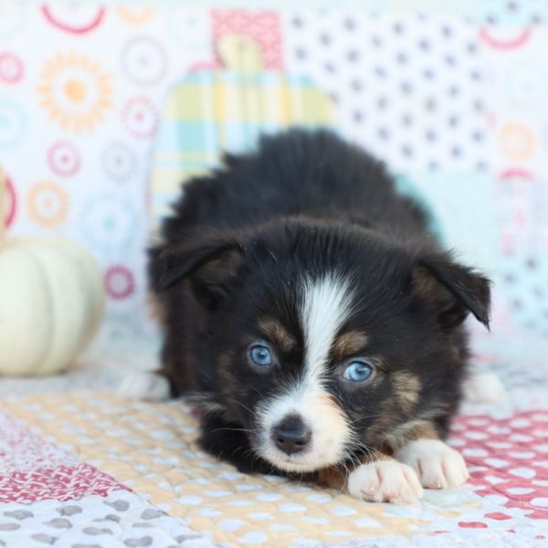 Miniature Australian Shepherd Puppy for Sale