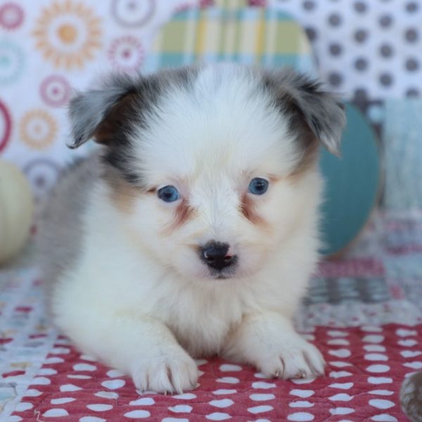 Miniature Australian Shepherd Puppy for Sale