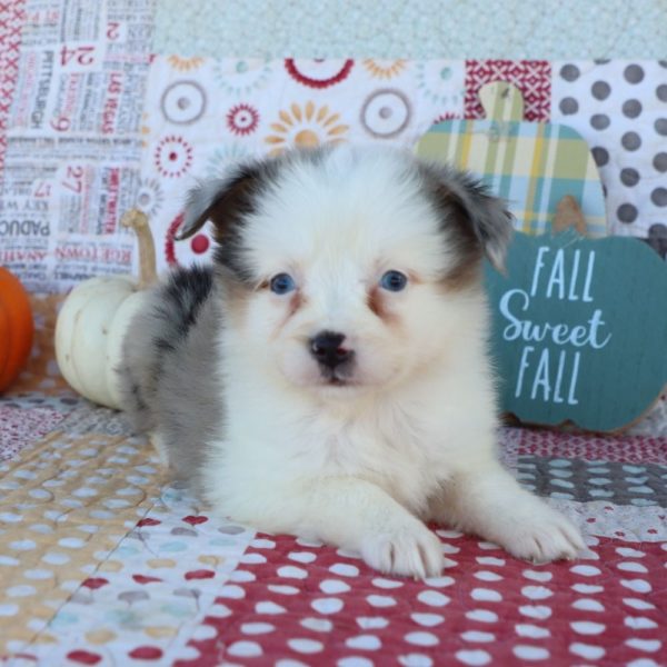 Miniature Australian Shepherd Puppy for Sale