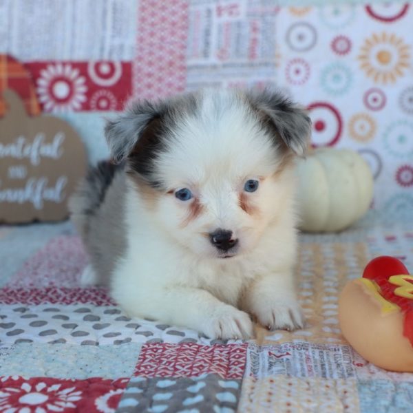 Miniature Australian Shepherd Puppy for Sale