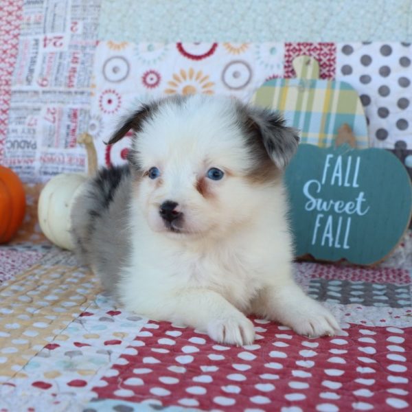 Miniature Australian Shepherd Puppy for Sale