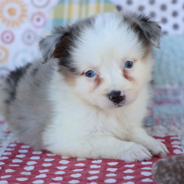 Miniature Australian Shepherd Puppy for Sale