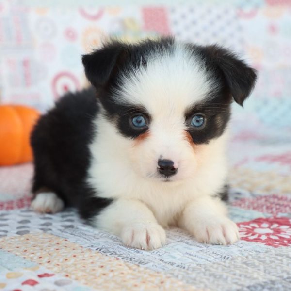 Miniature Australian Shepherd Puppy for Sale