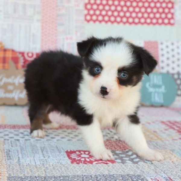 Miniature Australian Shepherd Puppy for Sale