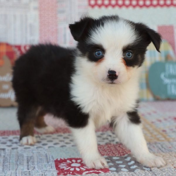 Miniature Australian Shepherd Puppy for Sale