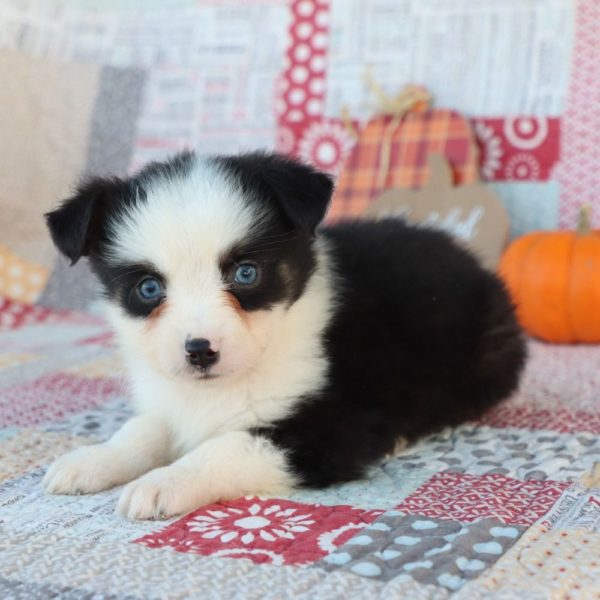 Miniature Australian Shepherd Puppy for Sale