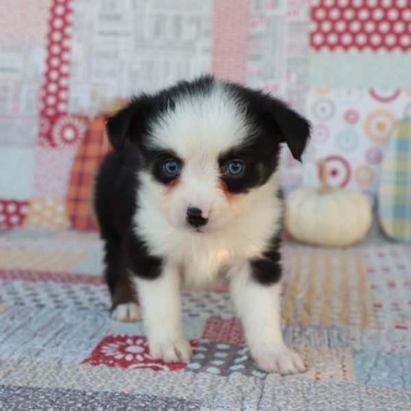 Miniature Australian Shepherd Puppy for Sale