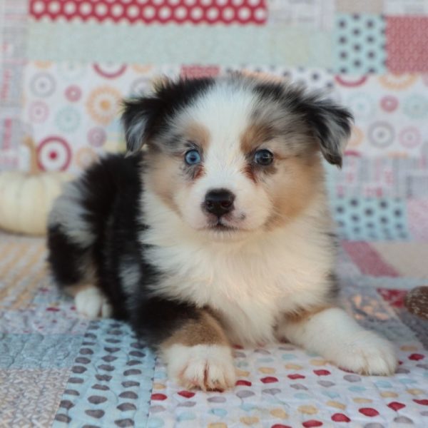 Miniature Australian Shepherd Puppy for Sale