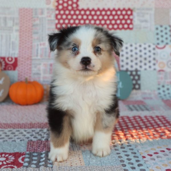 Miniature Australian Shepherd Puppy for Sale