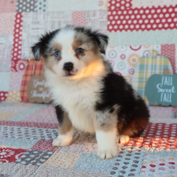 Miniature Australian Shepherd Puppy for Sale