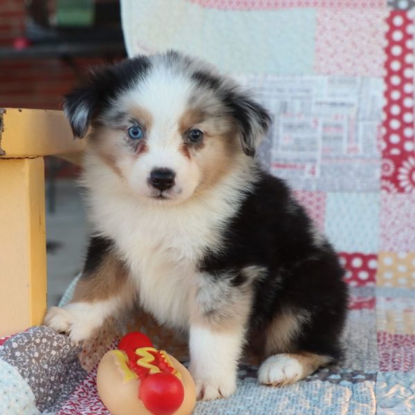 Miniature Australian Shepherd Puppy for Sale