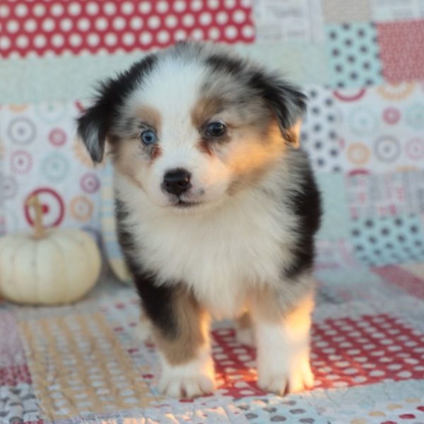 Miniature Australian Shepherd Puppy for Sale