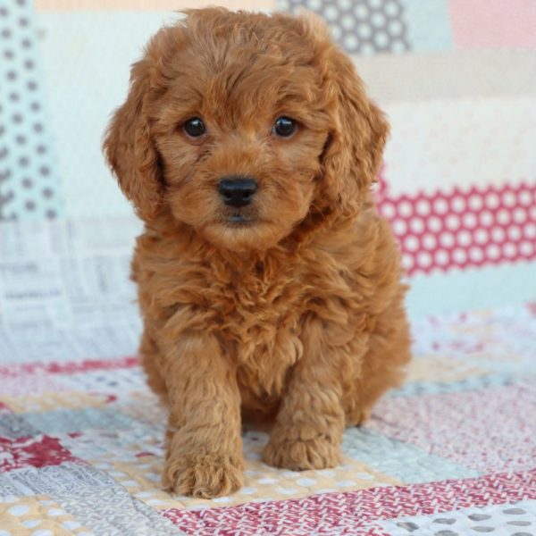 F1 Mini Goldendoodle Puppy for Sale