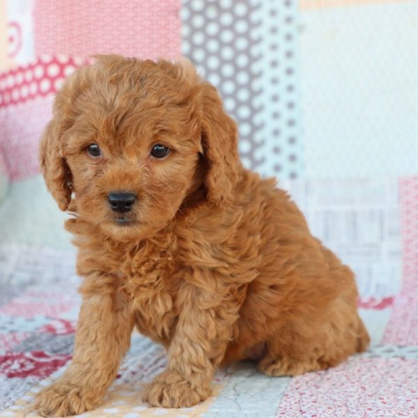 F1 Mini Goldendoodle Puppy for Sale