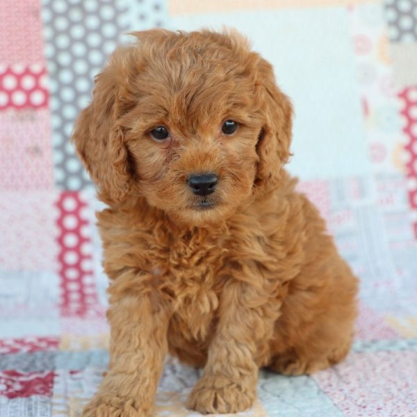 F1 Mini Goldendoodle Puppy for Sale