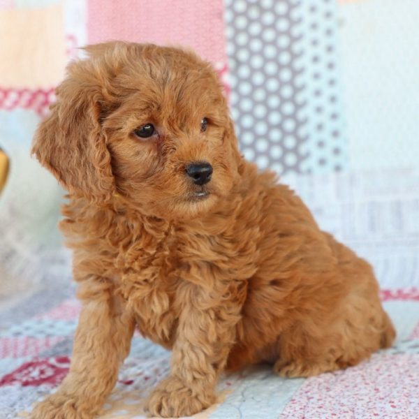 F1 Mini Goldendoodle Puppy for Sale