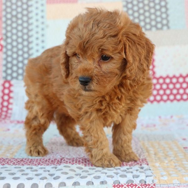 F1 Mini Goldendoodle Puppy for Sale