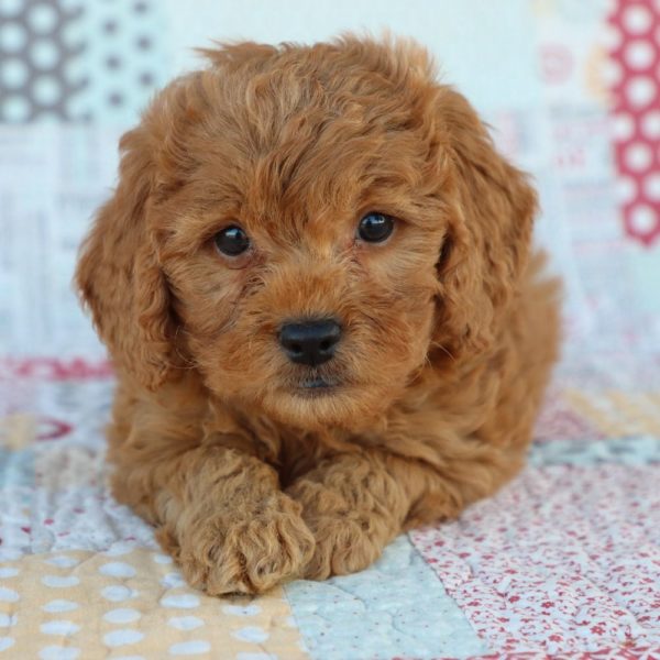 F1 Mini Goldendoodle Puppy for Sale