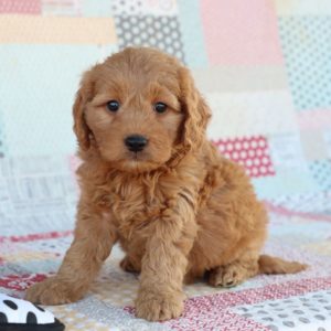 F1 Mini Goldendoodle Puppy for Sale