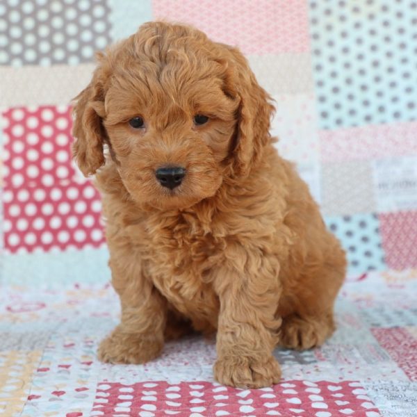 F1 Mini Goldendoodle Puppy for Sale