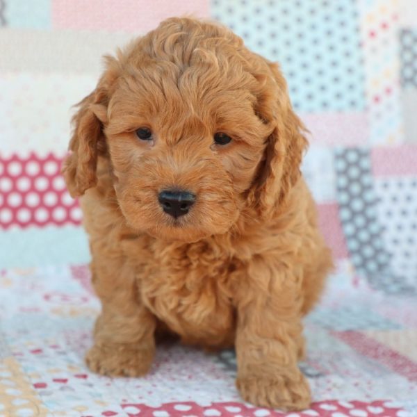 F1 Mini Goldendoodle Puppy for Sale