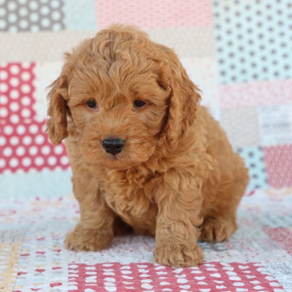 F1 Mini Goldendoodle Puppy for Sale