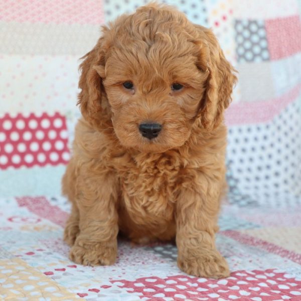 F1 Mini Goldendoodle Puppy for Sale