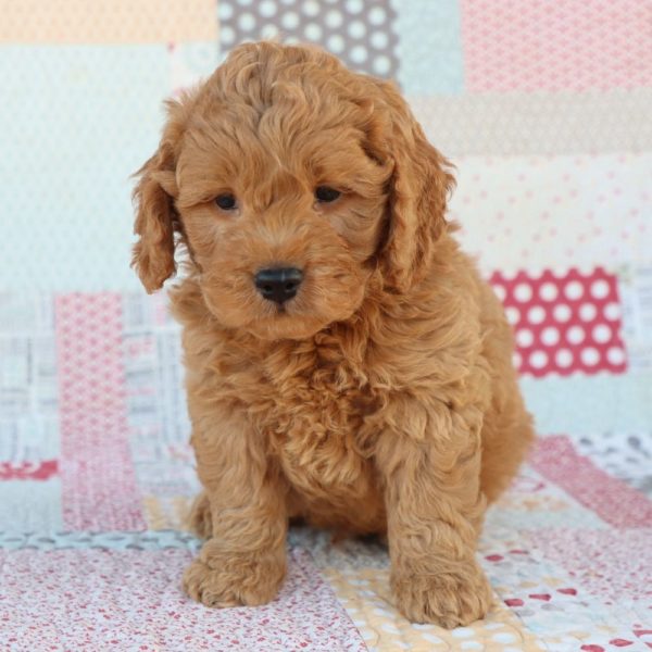 F1 Mini Goldendoodle Puppy for Sale