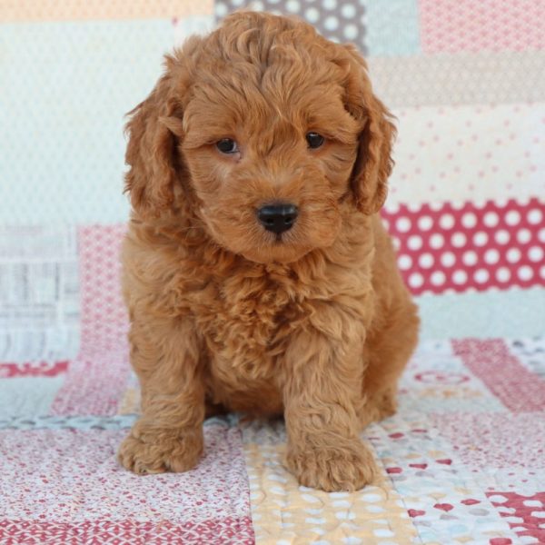 F1 Mini Goldendoodle Puppy for Sale