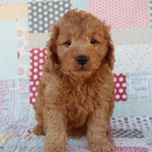 F1 Mini Goldendoodle Puppy for Sale