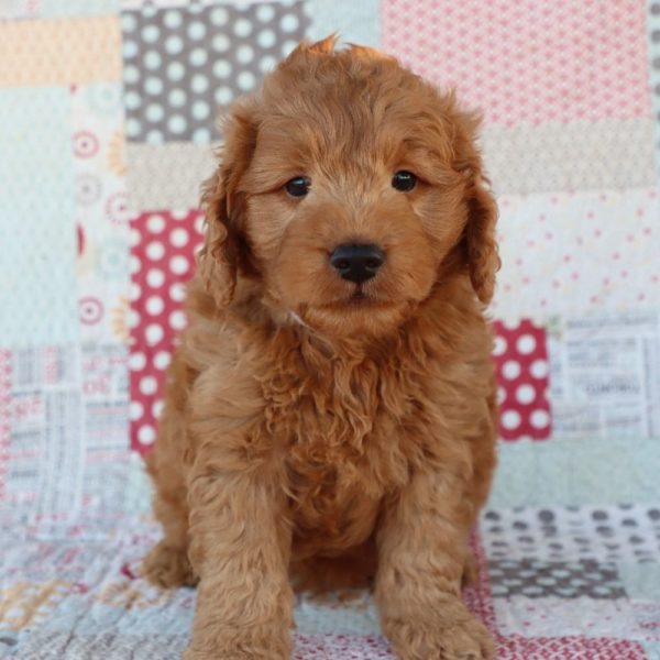 F1 Mini Goldendoodle Puppy for Sale