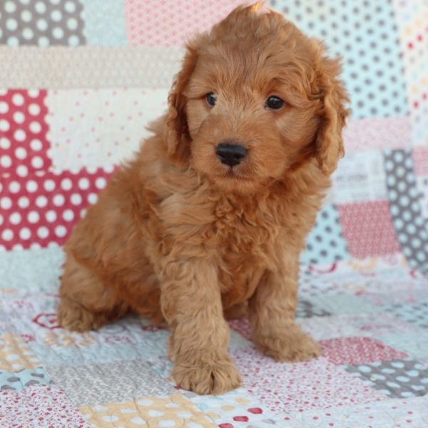 F1 Mini Goldendoodle Puppy for Sale