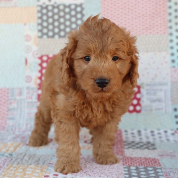 F1 Mini Goldendoodle Puppy for Sale