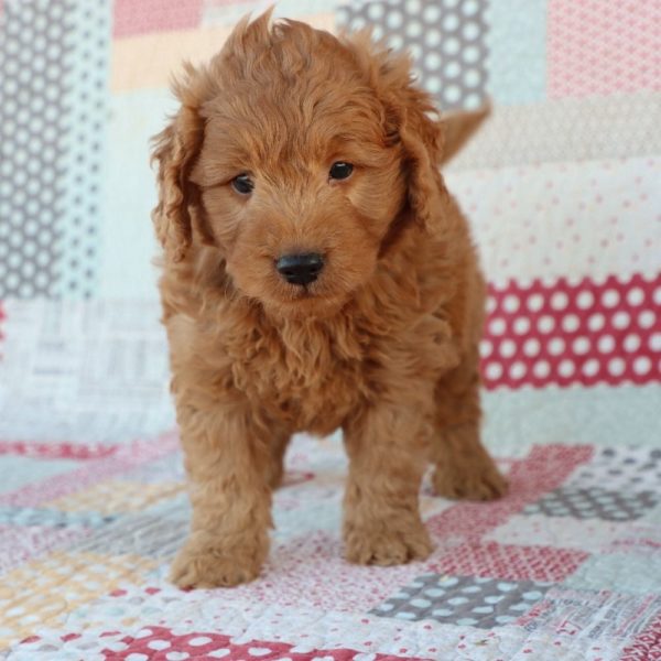 F1 Mini Goldendoodle Puppy for Sale