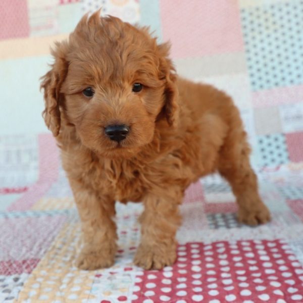 F1 Mini Goldendoodle Puppy for Sale