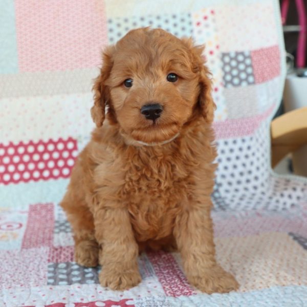 F1 Mini Goldendoodle Puppy for Sale