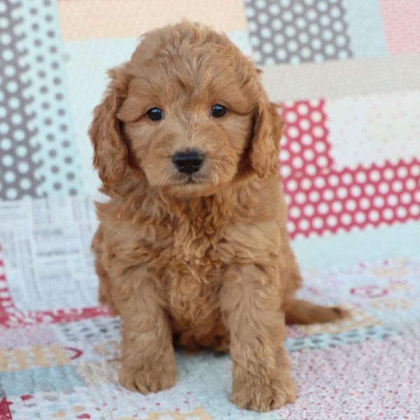 F1 Mini Goldendoodle Puppy for Sale