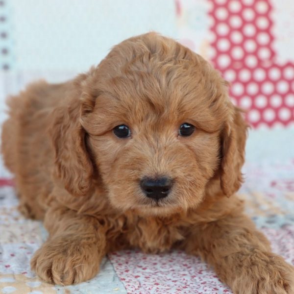 F1 Mini Goldendoodle Puppy for Sale