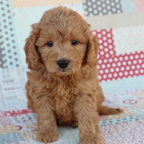 F1 Mini Goldendoodle Puppy for Sale