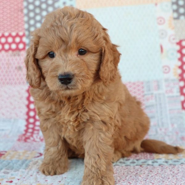 F1 Mini Goldendoodle Puppy for Sale