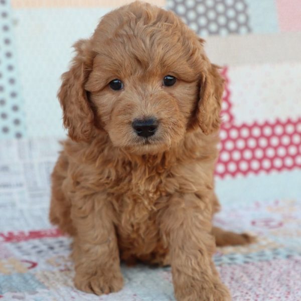 F1 Mini Goldendoodle Puppy for Sale