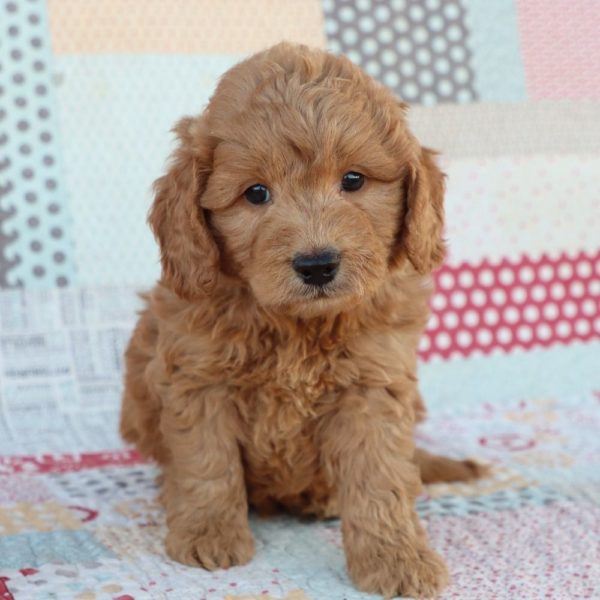 F1 Mini Goldendoodle Puppy for Sale