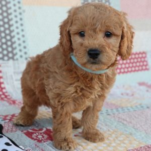 F1 Mini Goldendoodle Puppy for Sale