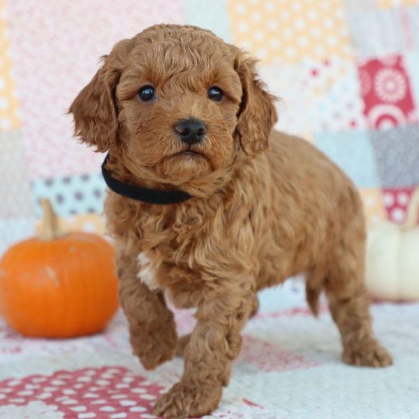 F1bb Mini Goldendoodle Puppy for Sale